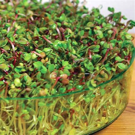 How To Grow Alfalfa Sprouts At Home Gardeners Path