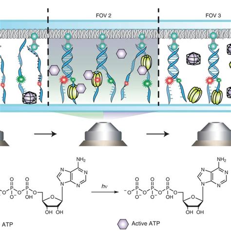 The Concept Of Spatiotemporal Control Over NTP Driven Reactions Via