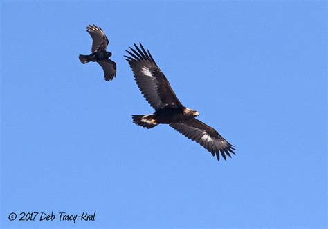 Distant American Crows Were Chasing A Golden Eagle Flickr