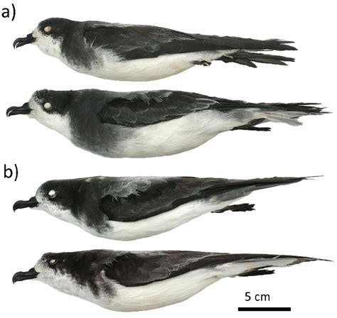 Lateral profiles of (a) Collared Petrel (top to bottom: pale bird USNM ...