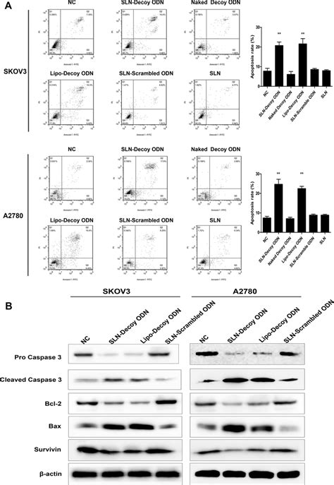 SLN STAT3 Decoy ODN Complexes Induce Apoptosis Of Ovarian Cancer