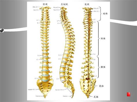 脊柱解剖学基础 word文档在线阅读与下载 无忧文档