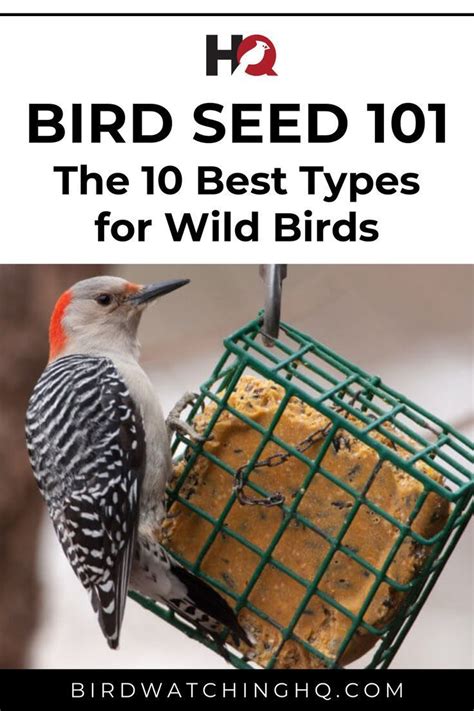 Bird Seed 101 The 10 Best Types For Wild Birds Birds Wild Birds