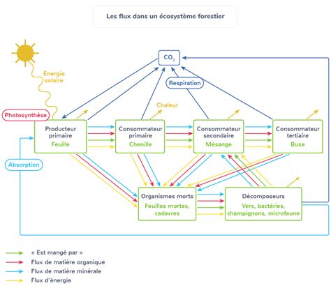 Les écosystèmes Des Interactions Dynamiques Entre Les êtres Vivants