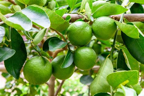 Lime Tree Growing Problems And What To Do About Them