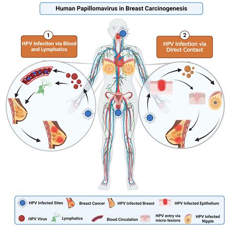 Frontiers An Updated Systemic Review And Meta Analysis On Human