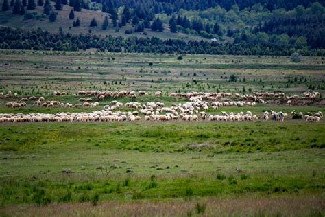 White Sheep on Farm · Free Stock Photo