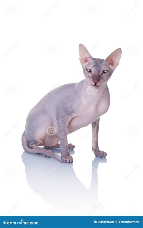 Cat Of The Don Sphynx Breed Sits On A Chair On A Dark Chalkboard