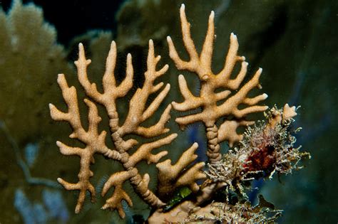 Branching Fire Coral Millepora Alcicornis Utila Hondur Flickr