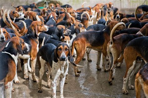 Une meute échappée de son chenil dans l Indre Chasse Passion