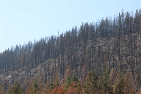 Wildfire Experts Say Burn Scars Helpful In Mitigating Lowering