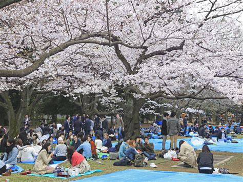 Yoyogi Park TOHOKU X TOKYO JAPAN