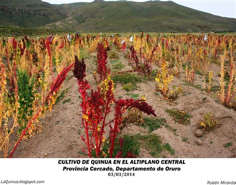 Cultivo De Quinua En El Altiplano Central De Oruro Todo Sobre La Quinua