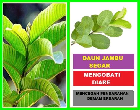 Manfaat Daun Jambu Biji Untuk Lambung Jika Dikonsumsi Dengan Benar