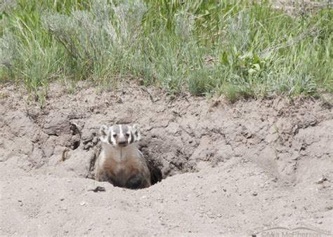 American Badger At Its Den Mia Mcpherson S On The Wing Photography