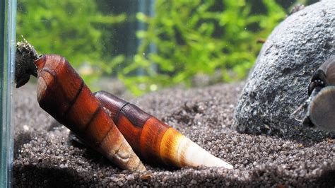 Cappuccino Faunus Ater Snail Cm Discount Aquatics