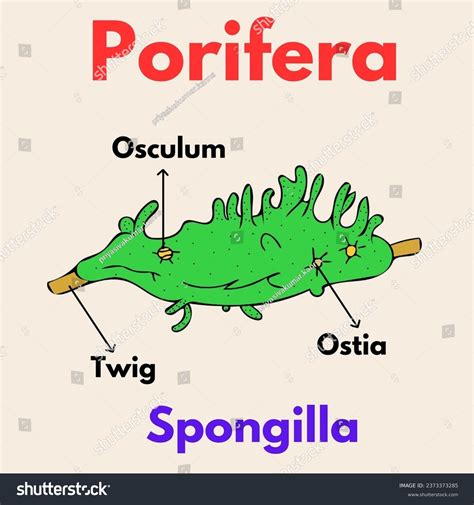 Spongilla Diagram Parts Labelled Phylum Porifera Ilustrações Stock