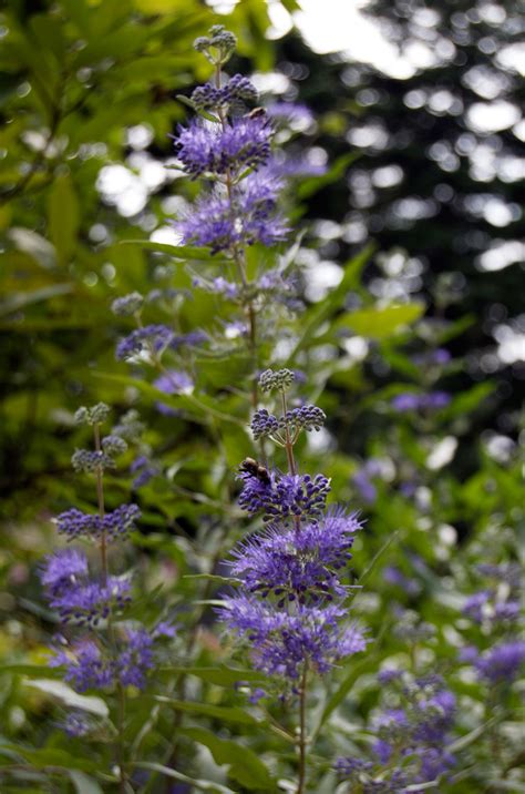 Blue Mist Shrub Caryopteris X Clandonensis Longwood Blue Flickr