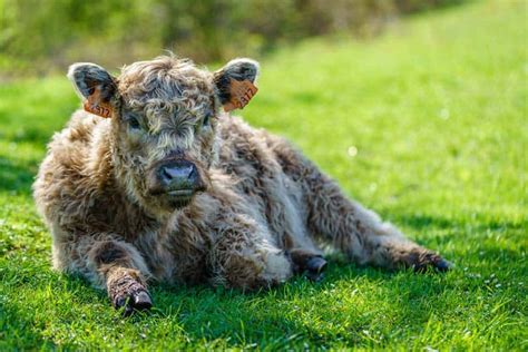 8 Fluffy, Long-Haired Cow Breeds: An Overview (with Pictures) | Animal ...