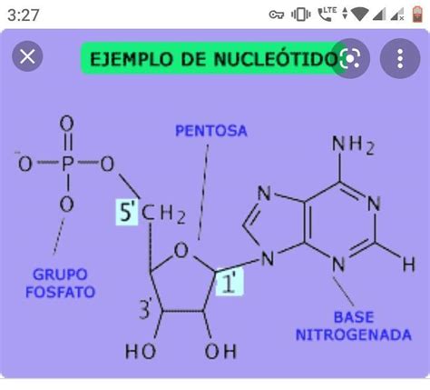 Sintético 94 Foto que es un nucleotido de adn El último Dino English