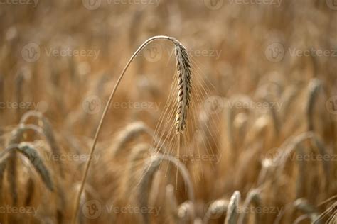 Mature Grain Wheat Field Ready To Harvest 17454245 Stock Photo At Vecteezy