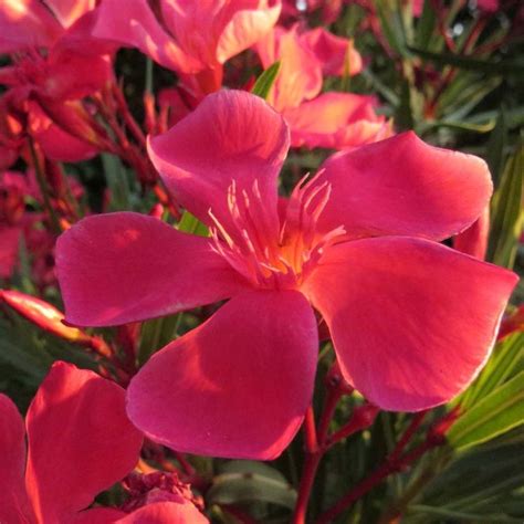 Laurier rose Papa Gambetta Nerium oleander compact à fleurs simples