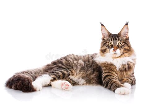 Maine Coon A Big Cat Maine Coon Stock Photo Image Of White Striped