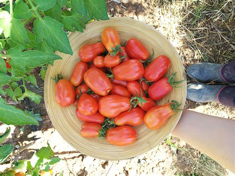 Diario De Campo Del Tomate San Marzano En Nuestro Huerto Familiar