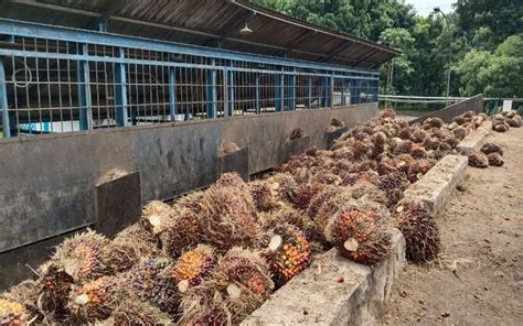 Globalplanetnews Pengembangan Sdm Perkebunan Kelapa Sawit Bpdpks