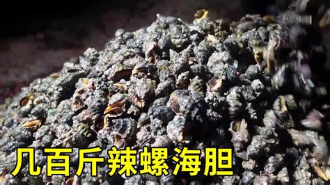 【猛貨合集】凌晨趕海辣螺、海膽聚集一堆，一撿就是幾百斤，上岸就賣了5000多 Youtube