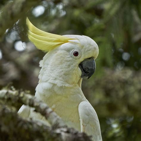 The Sulphur Crested Cockatoo An Adorable And Hilarious Bird That Will