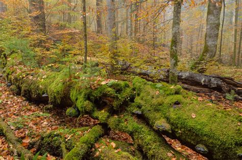 Zentraler Teil Des Bayerischen Waldes Archive Nationale Naturlandschaften