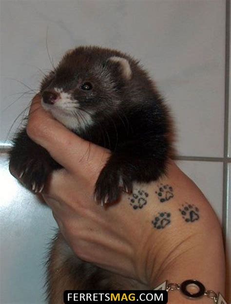 Cute Ferrets Ferret Tattoo Ferret