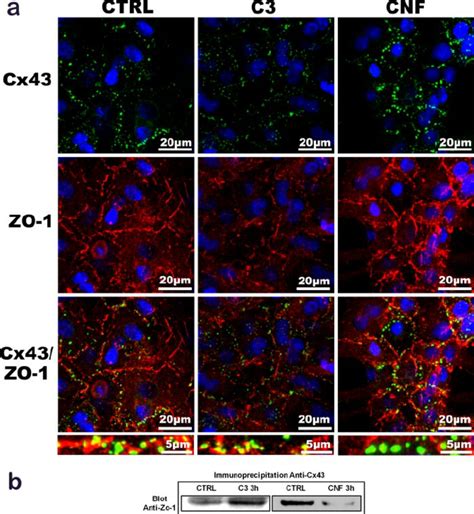 Rho Inhibition Enhanced The Cx43zo I Interaction A Representative