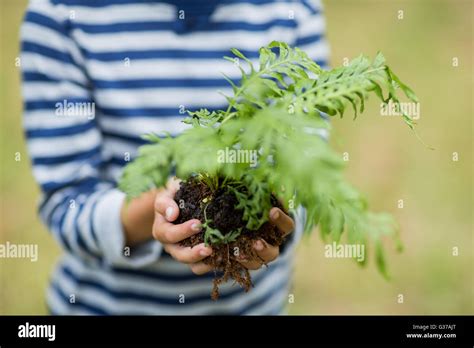 Boy Holding Sapling Plant Stock Photo Alamy