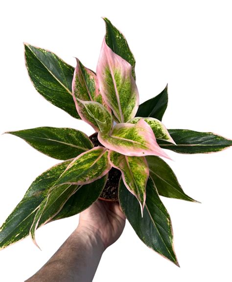 Buy Aglaonema Pink Aurora Houseplant Express Uk Delivery Root