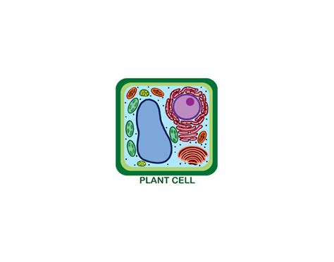 Plant Cell - Labeling Structures Quiz
