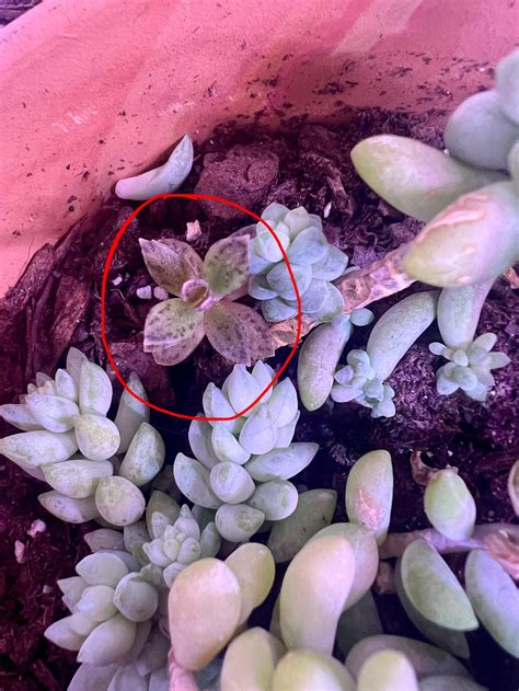 Whats Growing In My Burrow Tail Rhouseplants