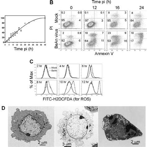 Bean Virus Infection Of Bhk 21 Cells Moi ϭ 10 Led Primarily To