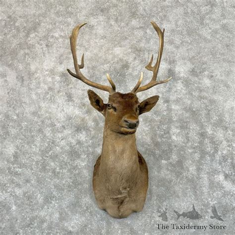 Chocolate Fallow Deer Shoulder Mount For Sale 29041 The Taxidermy Store