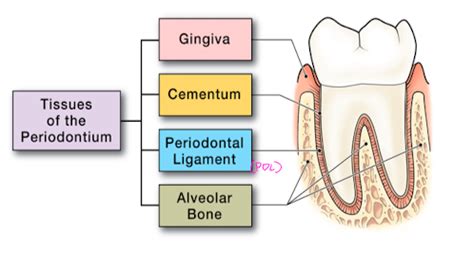 Perio Anatomy Of The Periodontal Structures Flashcards Quizlet