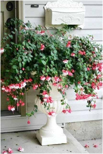 Pin By Rachel Summers On Flowers Hanging Plants Container Gardening