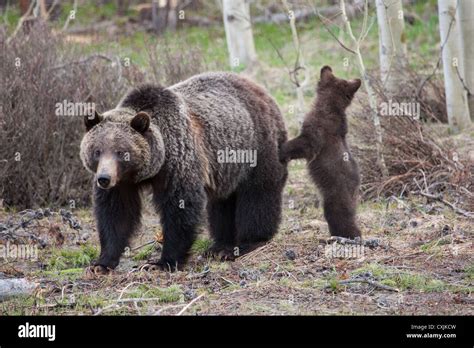 Large Mother Grizzly Bear Ursus Arctos Horribilis With Her Cubs Attention On Whats Behind