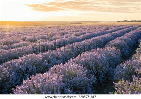 Lavender Field Under Sky Sunset Stock Photo 2285971817 | Shutterstock