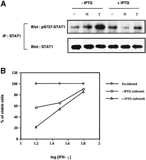 P38 MAP Kinase Is Required For STAT1 Serine Phosphorylation And