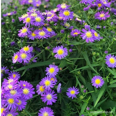 Love The Delicate Purple Flowers With Yellow Centers Kicken Lilac Blue