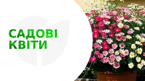 САДОВЫЕ ЦВЕТЫ: купить цветы для сада почтой в Одессе, Киеве, Украине ...