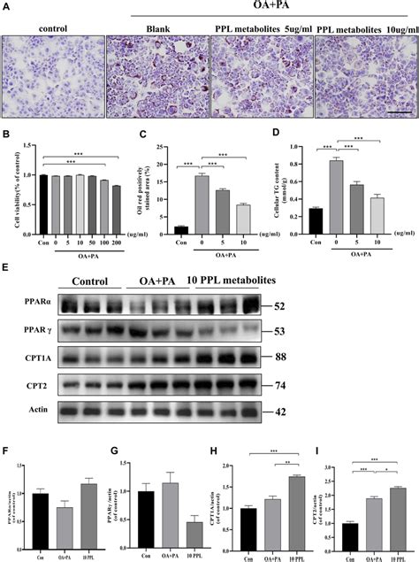 The Lipid Lowering Effect Of PPL Metabolites In PA OA Treated AML12