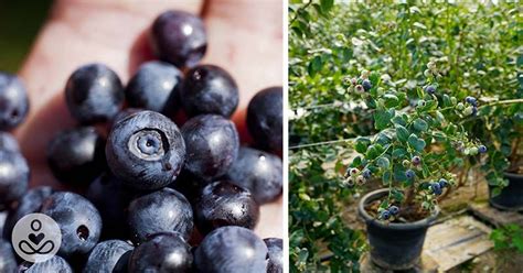 Apprenez Faire Pousser Des Myrtilles Volont Dans Votre Jardin