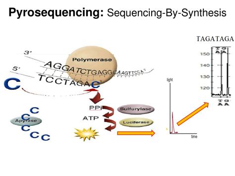 Pyrosequencing 454